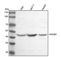 Anti-HSD3B7 Antibody Picoband®