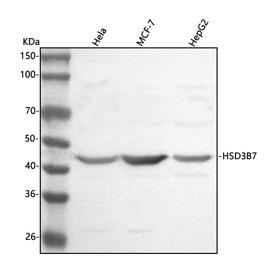 Anti-HSD3B7 Antibody Picoband®