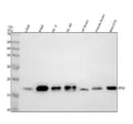Anti-PPIH Antibody Picoband®