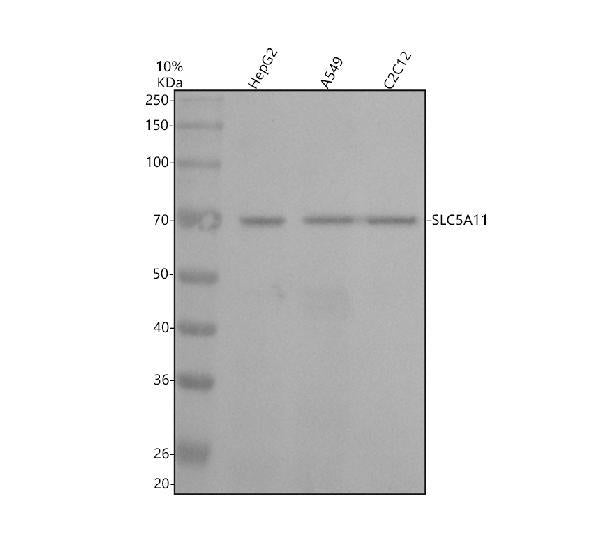 Anti-SLC5A11 Antibody Picoband®