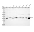 Anti-TIMM50 Antibody Picoband®