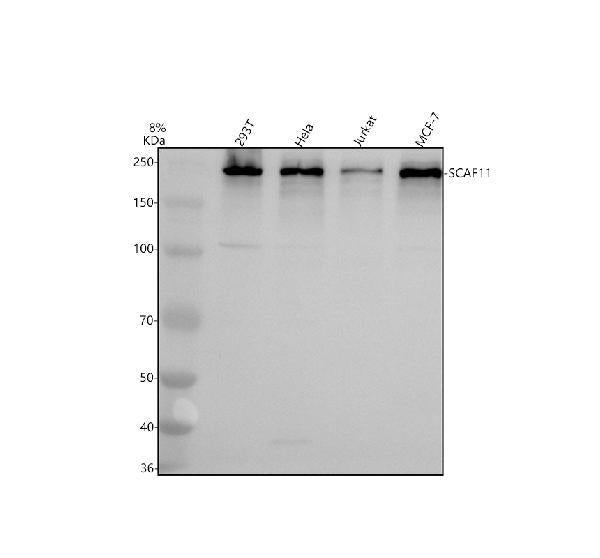 Anti-SFRS2IP/SCAF11 Antibody Picoband®