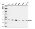 Anti-NDUFAF1 Antibody Picoband®