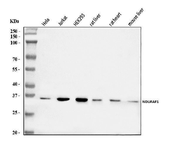 Anti-NDUFAF1 Antibody Picoband®