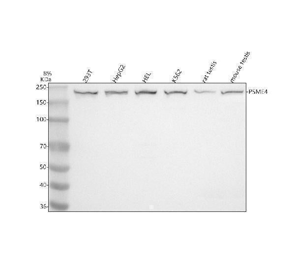 Anti-PSME4 Antibody Picoband®