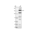 Anti-SETD5 Antibody Picoband®