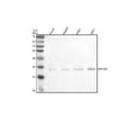 Anti-MPLKIP Antibody Picoband®