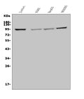 Anti-MAP4K5 Antibody Picoband®