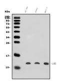 Anti-LSM5 Antibody Picoband®