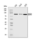 Anti-QSOX2 Antibody Picoband®