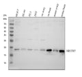 Anti-NDUFB7 Antibody Picoband®
