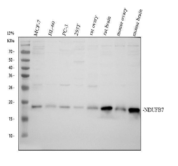 Anti-NDUFB7 Antibody Picoband®