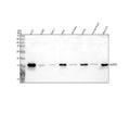 Anti-GLIPR2 Antibody Picoband®