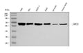 Anti-C19orf61/SMG9 Antibody Picoband®