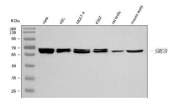 Anti-C19orf61/SMG9 Antibody Picoband®