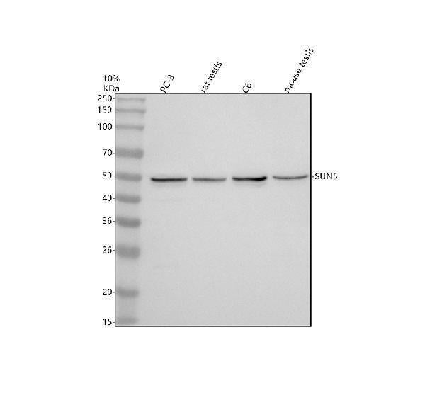 Anti-SUN5 Antibody Picoband®