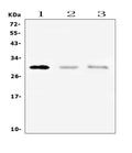 Anti-PTCRA Antibody Picoband®