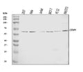 Anti-CENPI Antibody Picoband®