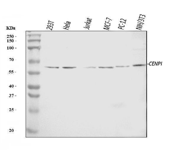 Anti-CENPI Antibody Picoband®