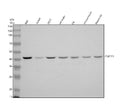 Anti-TMEFF1 Antibody Picoband®