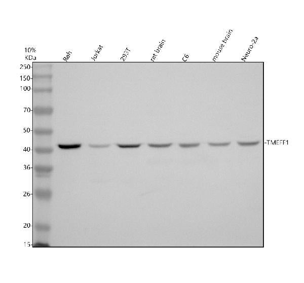 Anti-TMEFF1 Antibody Picoband®