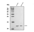 Anti-COX6B1 Antibody Picoband®
