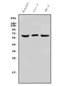 Anti-ARSE/ASE/ARSL Antibody Picoband®