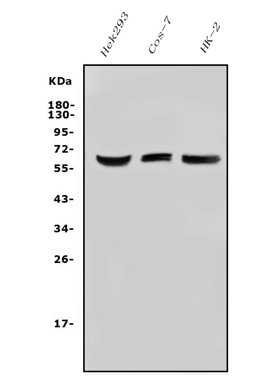 Anti-ARSE/ASE/ARSL Antibody Picoband®