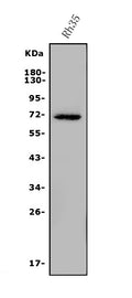 Anti-ARSE/ASE Antibody Picoband®