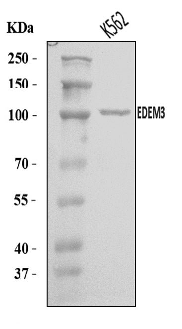 Anti-EDEM3 Antibody Picoband®