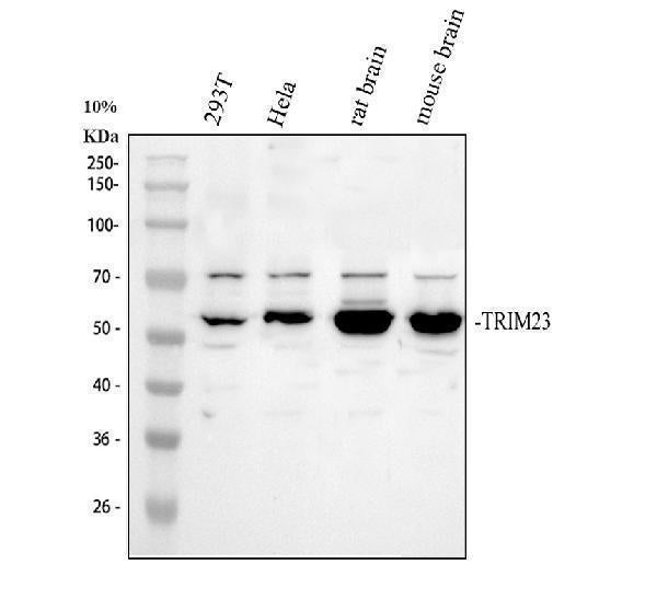 Anti-TRIM23 Antibody Picoband®