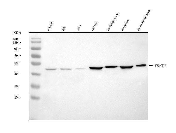Anti-FENS1/WDFY1 Antibody Picoband®