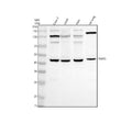 Anti-TNIP3 Antibody Picoband®