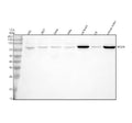 Anti-NCDN Antibody Picoband®