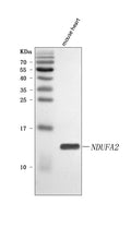 Anti-NDUFA2 Antibody Picoband®