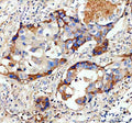 Anti-GJD3 Antibody
