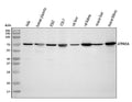 Anti-ATP6V1A Antibody Picoband®
