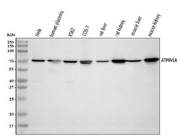Anti-ATP6V1A Antibody Picoband®