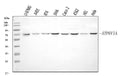 Anti-ATP6V1A Antibody Picoband®