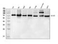 Anti-Alas1 Antibody Picoband®