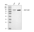 Anti-RNF169 Antibody Picoband®