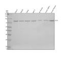 Anti-PCIF1 Antibody Picoband®