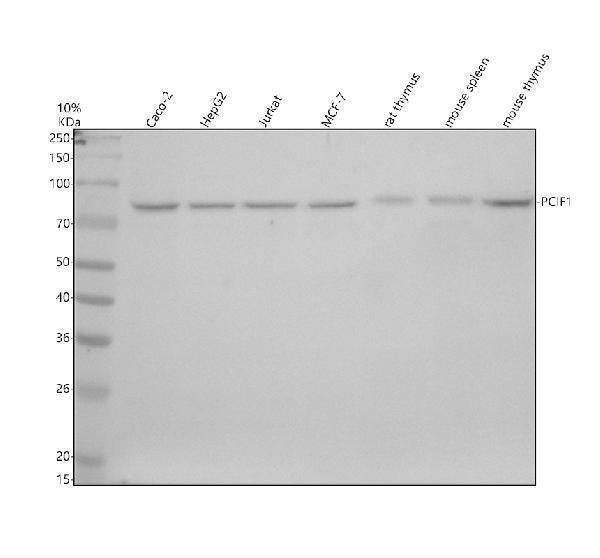 Anti-PCIF1 Antibody Picoband®
