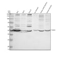 Anti-TRIM31 Antibody Picoband®