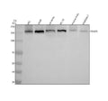 Anti-PDZD8 Antibody Picoband®
