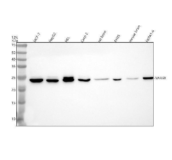 Anti-NAA60 Antibody Picoband®