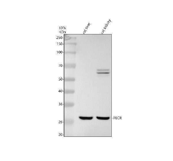 Anti-PECR Antibody Picoband®
