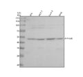 Anti-PIP4K2C Antibody Picoband®