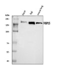 Anti-FKBP135/FKBP15 Antibody Picoband®