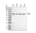 Anti-SRPX Antibody Picoband®